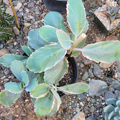 Kalanchoe fedtschenkoi 'Lavender Scallops'