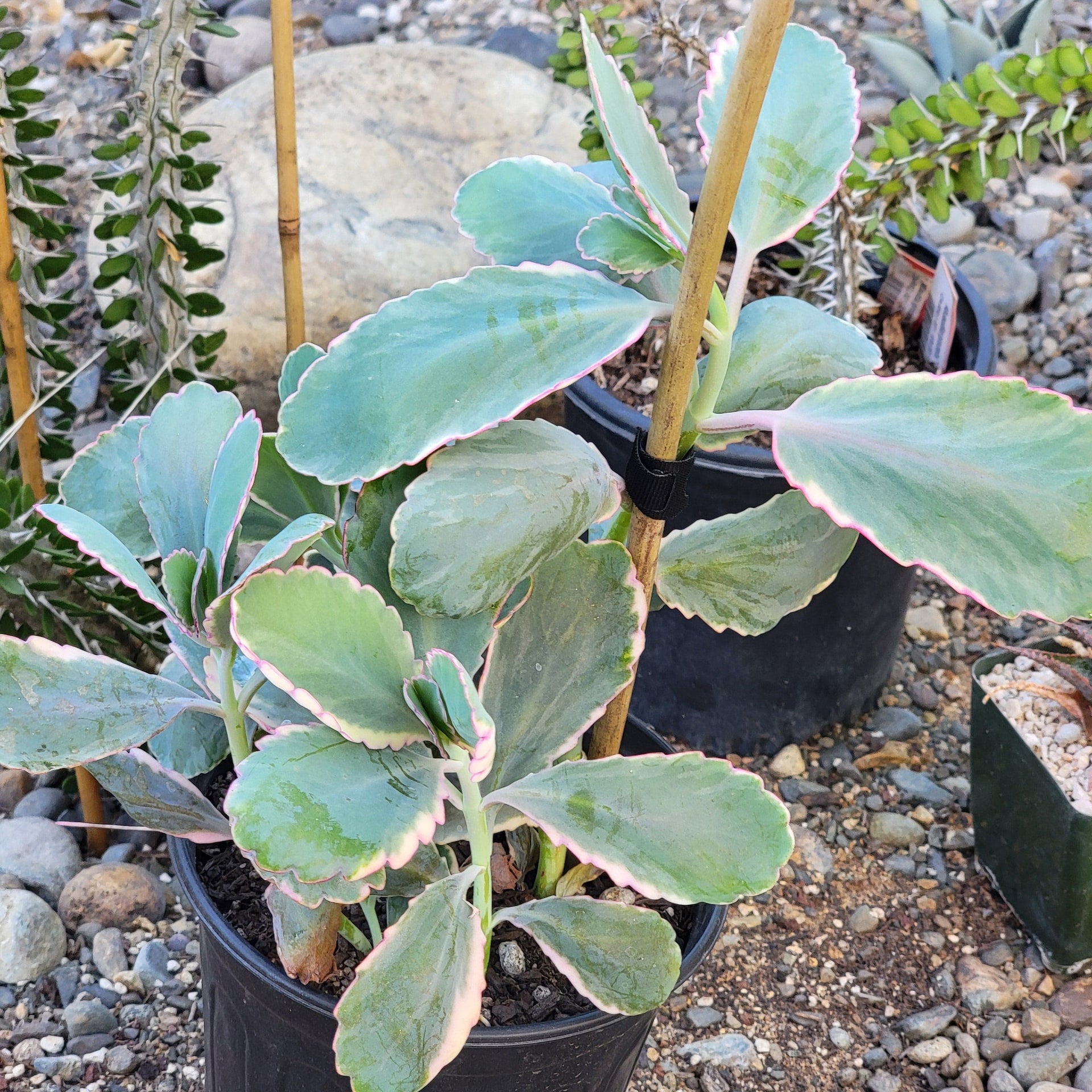 scalloped leaf succulent Kalanchoe fedtschenkoi 'Lavender Scallops' – DesertScapeSucculent