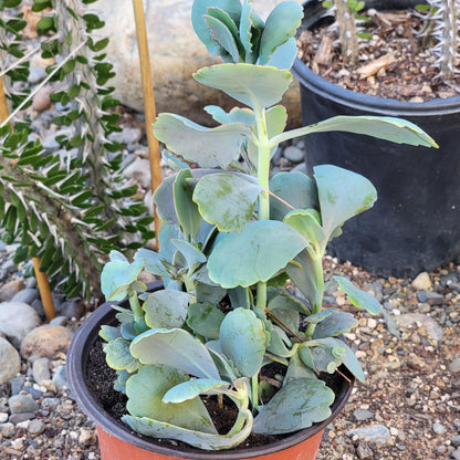 Kalanchoe 'vieiras de lavanda'