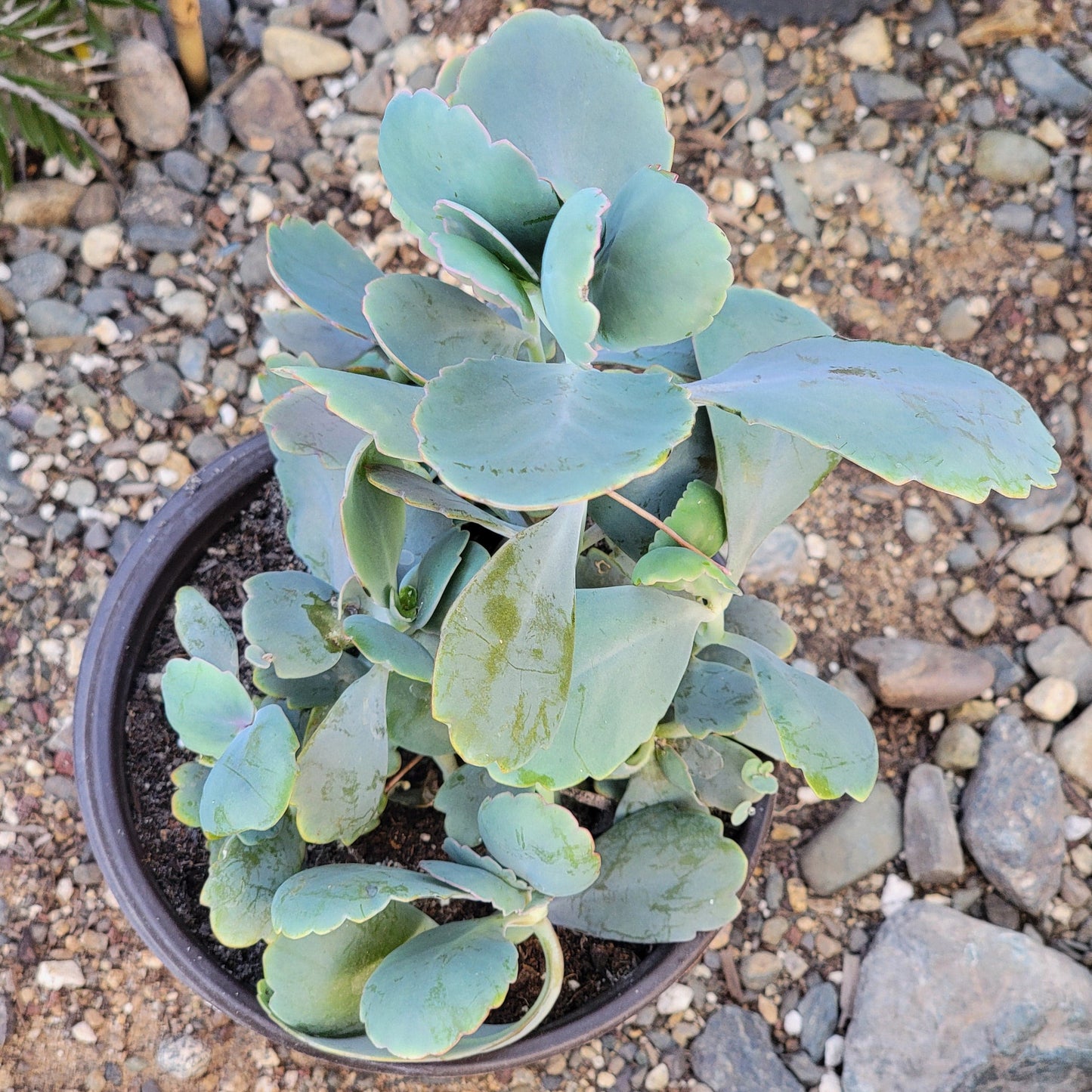 Kalanchoe 'vieiras de lavanda'