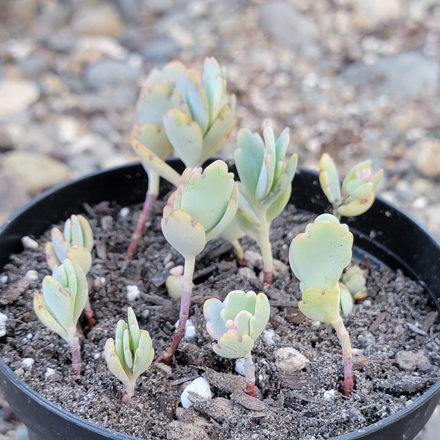 Kalanchoe fedtschenkoi 'Lavender Scallops'