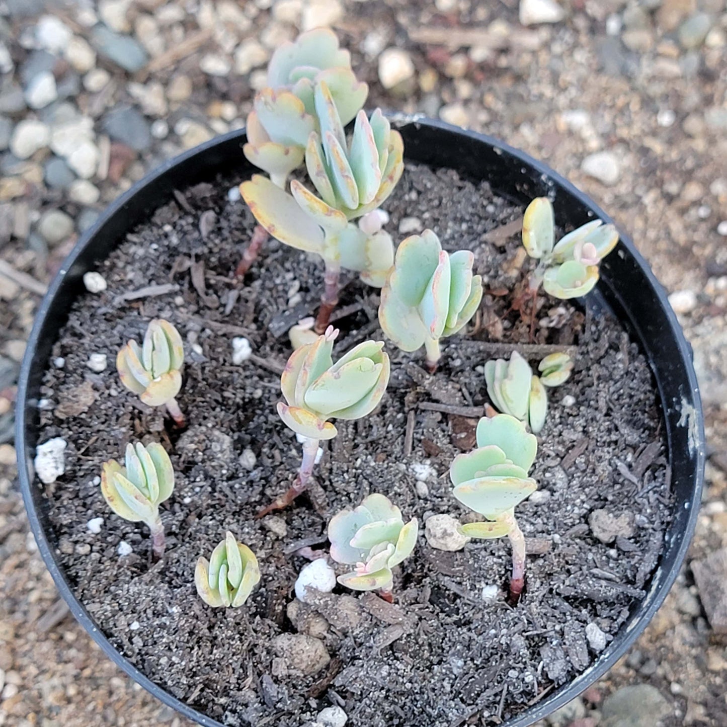 Kalanchoe 'Coquilles Saint-Jacques à la Lavande'