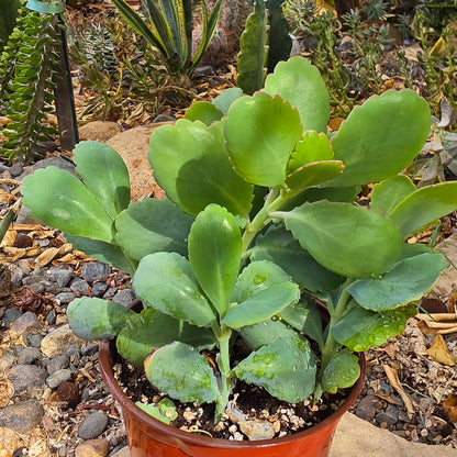 DesertScapeSucculent Succulent 6 Inch Kalanchoe fedtschenkoi 'Lavender Scallops'