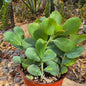 DesertScapeSucculent Succulent 6 Inch Kalanchoe fedtschenkoi 'Lavender Scallops'