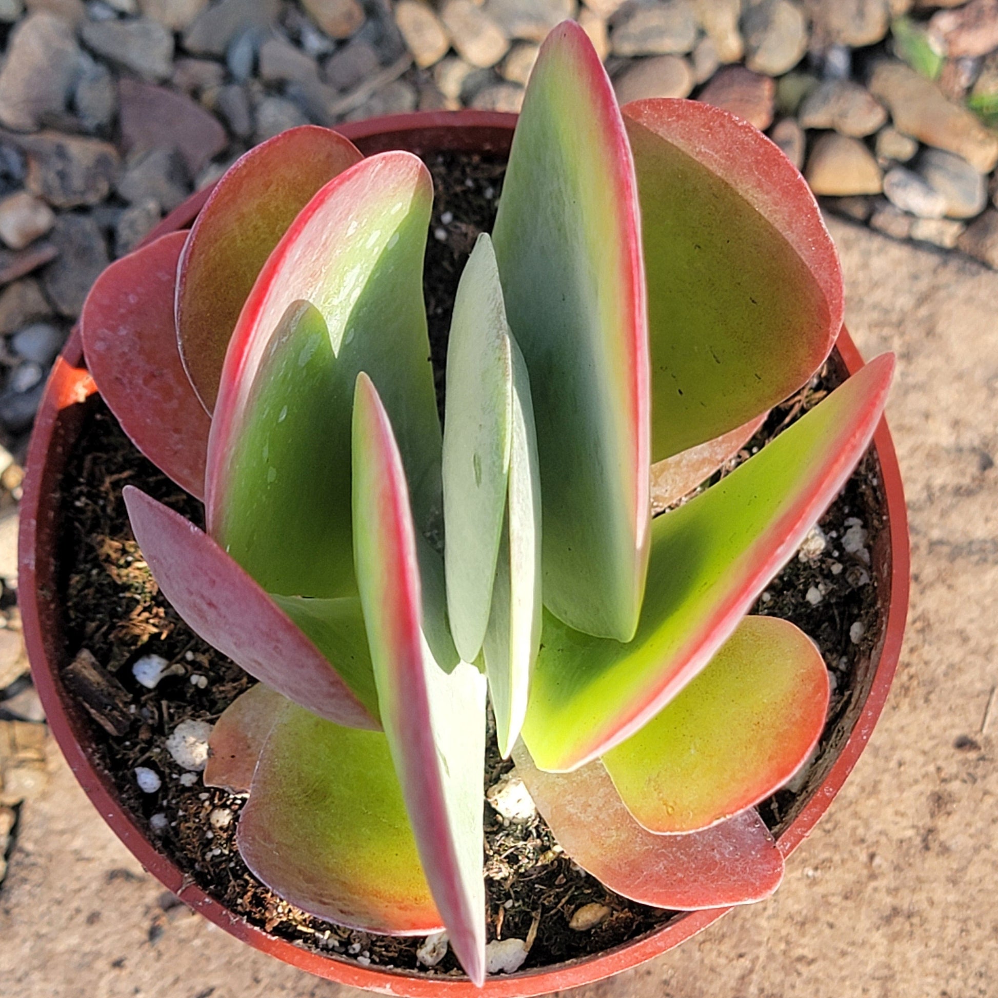 thyrsiflora succulent Kalanchoe thyrsiflora 'Flapjack' – DesertScapeSucculent