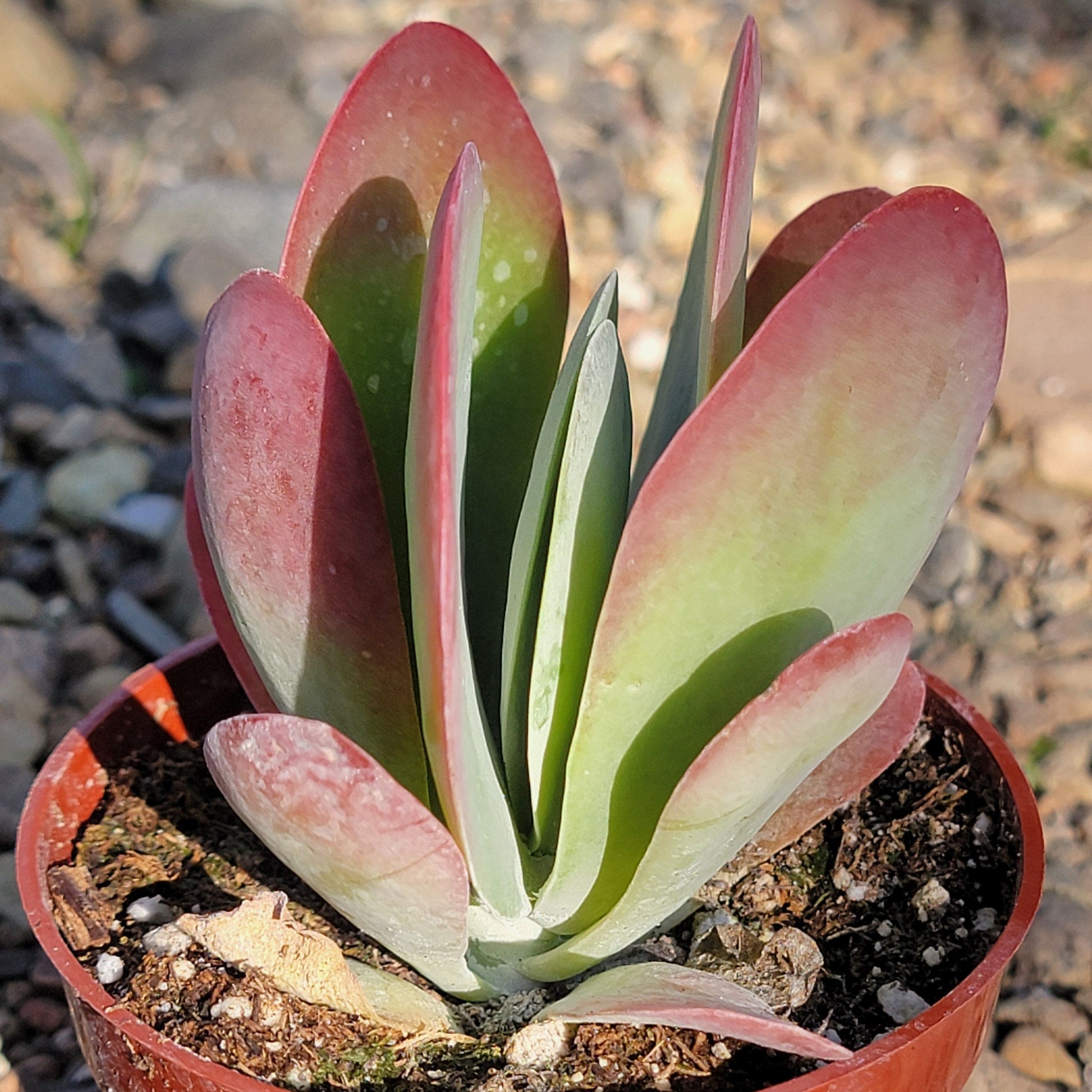 kalanchoe flapjacks succulent plant Kalanchoe thyrsiflora 'Flapjack' – DesertScapeSucculent