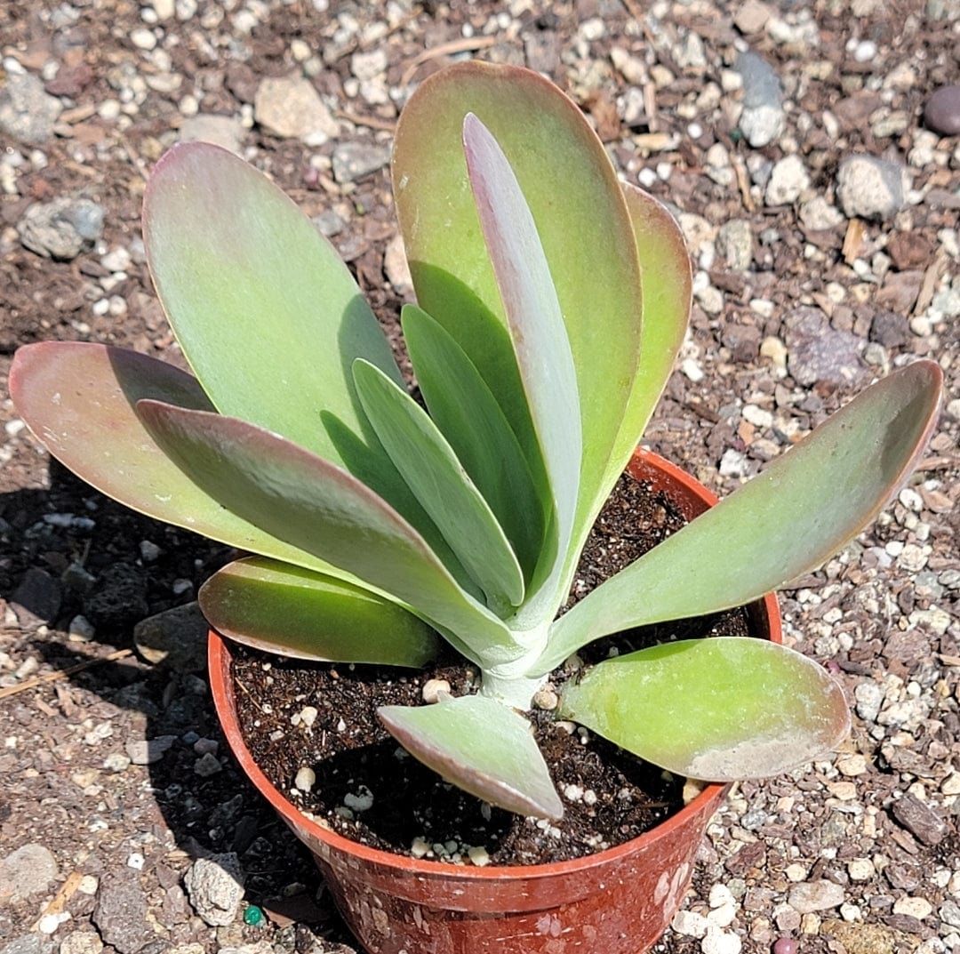 Kalanchoe 'Flapjack'