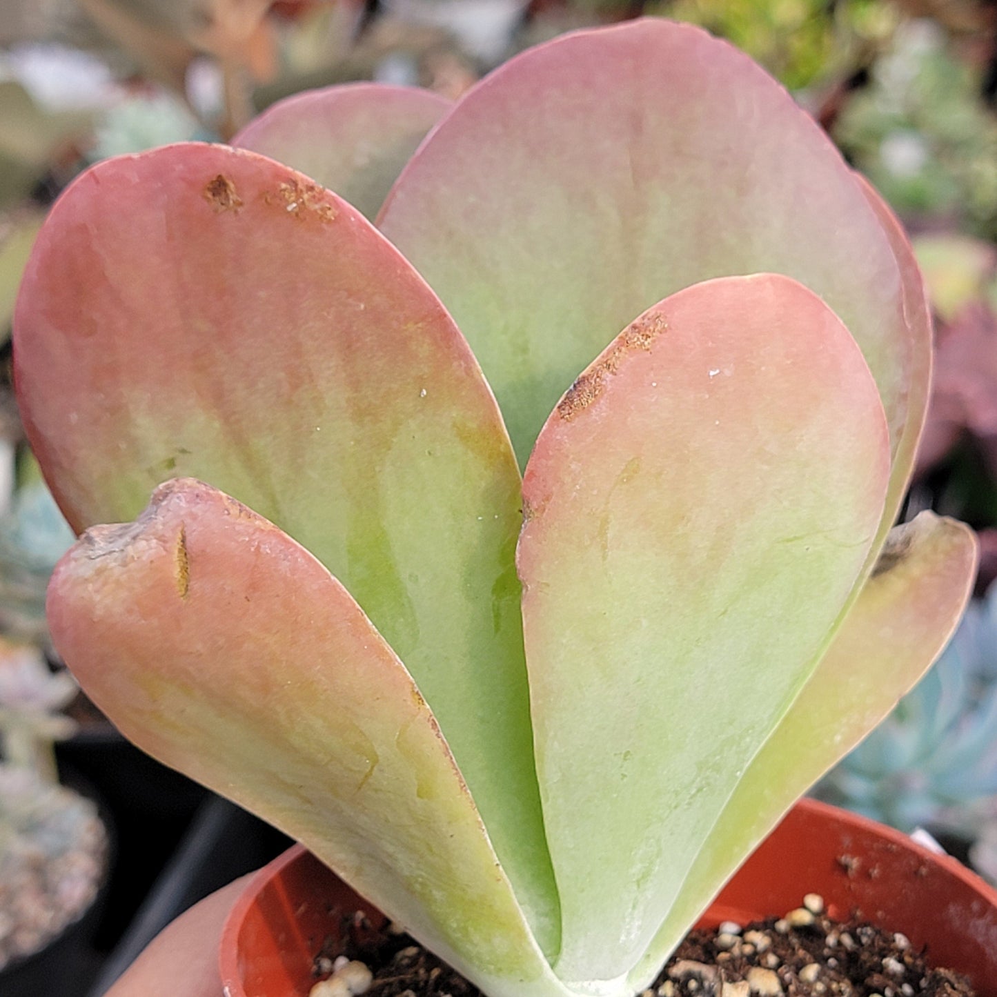 Kalanchoe 'Flapjack'