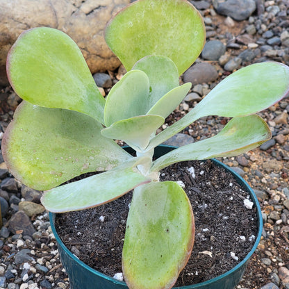 Kalanchoe 'Flapjack'