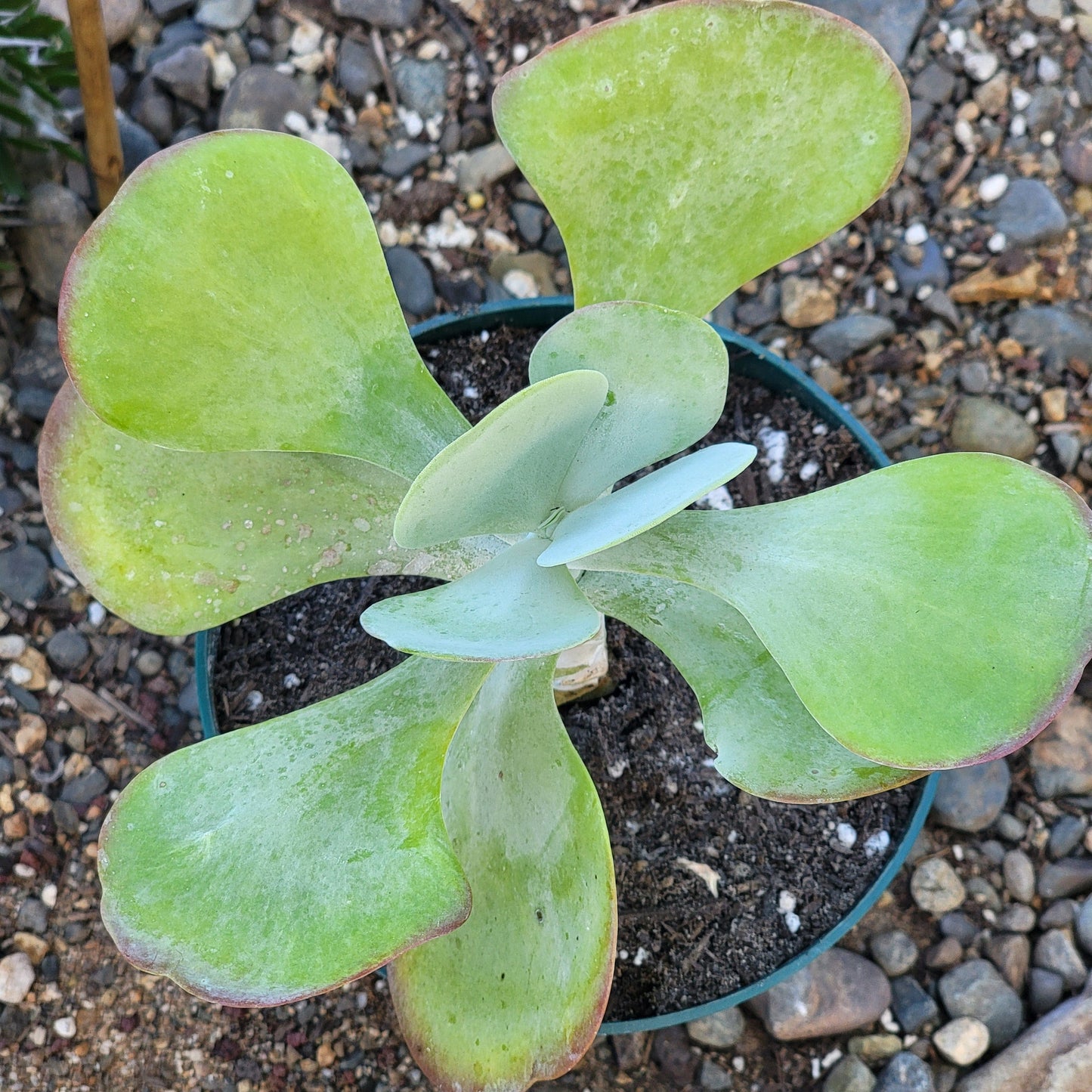 Kalanchoe 'Flapjack'