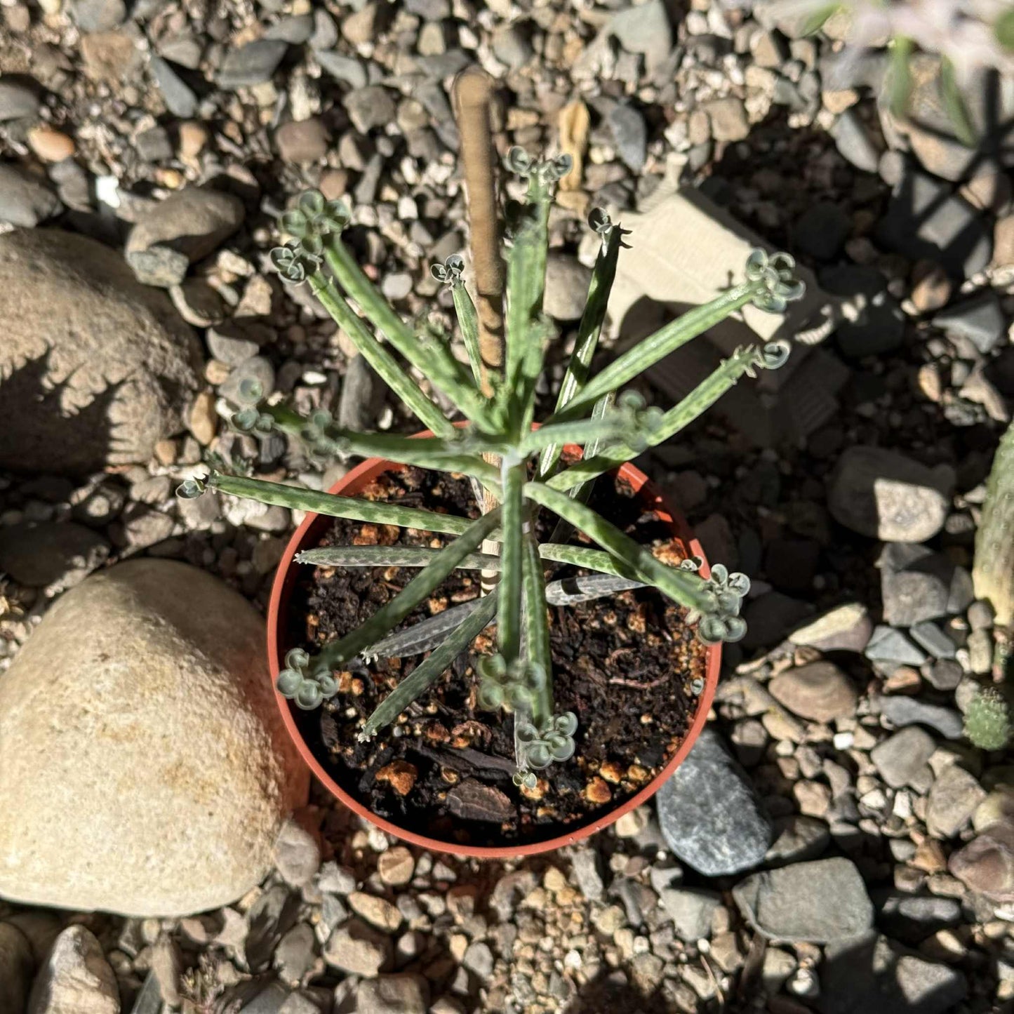 chandelier succulent near me Kalanchoe tubiflora 'Chandelier Plant' – DesertScapeSucculent