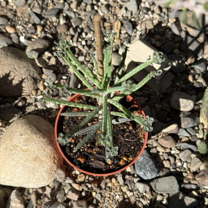 alligator plant succulent Kalanchoe tubiflora 'Chandelier Plant' – DesertScapeSucculent