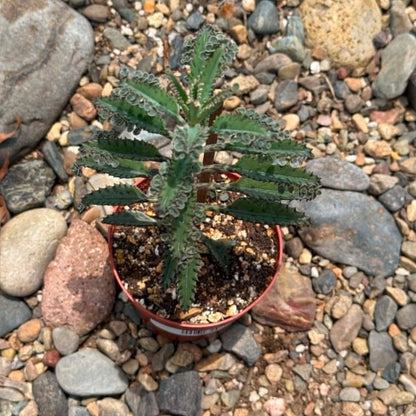 DesertScapeSucculent Succulent Kalanchoe houghtonii 'Alligator Plant'