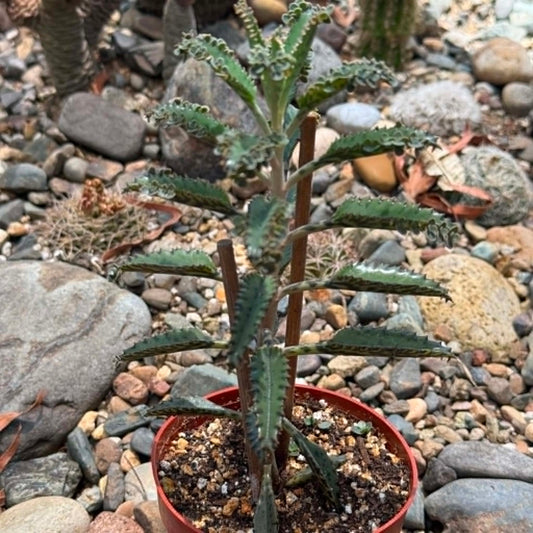 DesertScapeSucculent Succulent 4 Inch Kalanchoe houghtonii 'Alligator Plant'