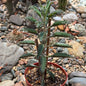 DesertScapeSucculent Succulent 4 Inch Kalanchoe houghtonii 'Alligator Plant'