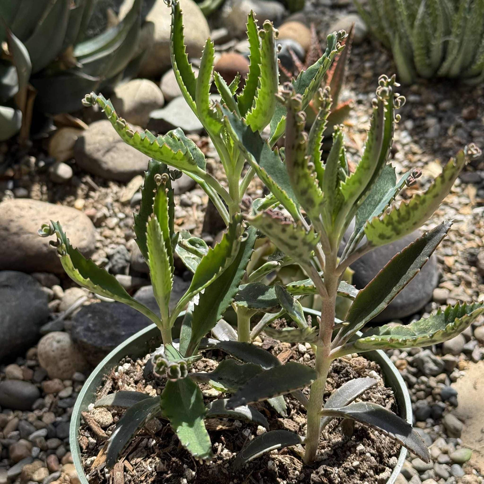 Kalanchoe houghtonii 'Alligator Plant'