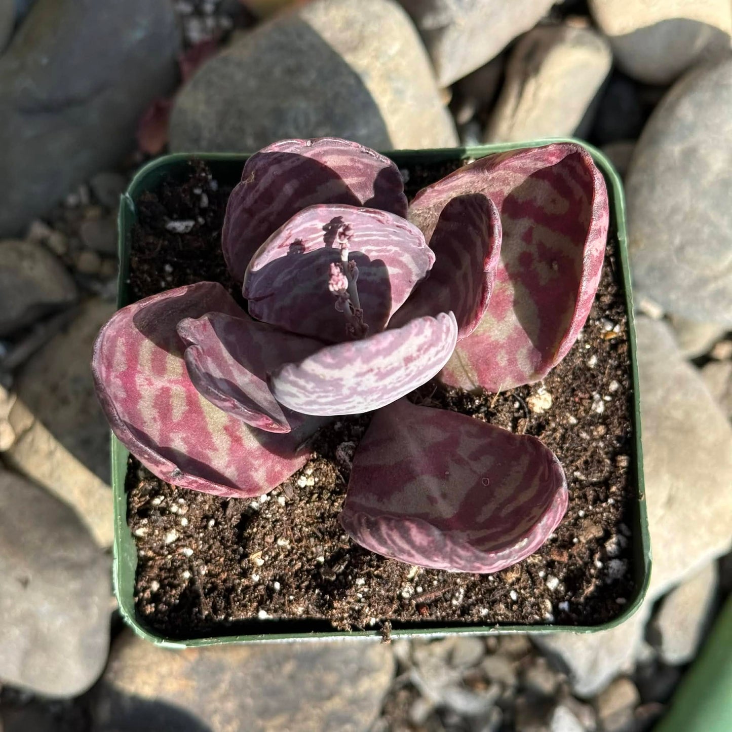 DesertScapeSucculent Succulent 4 Inch Kalanchoe humilis 'Desert Surprise'