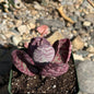 DesertScapeSucculent Succulent 4 Inch Kalanchoe humilis 'Desert Surprise'
