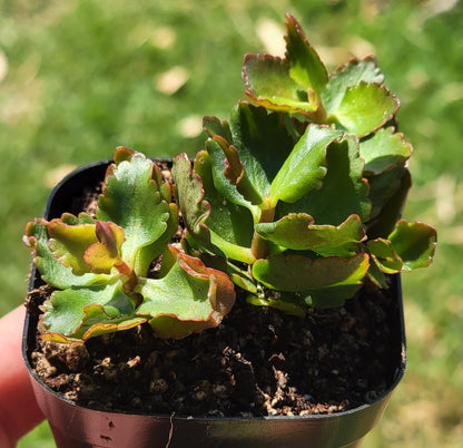 Kalanchoe Longiflora Coccinea 'Tugela Cliff-Kalanchoe'