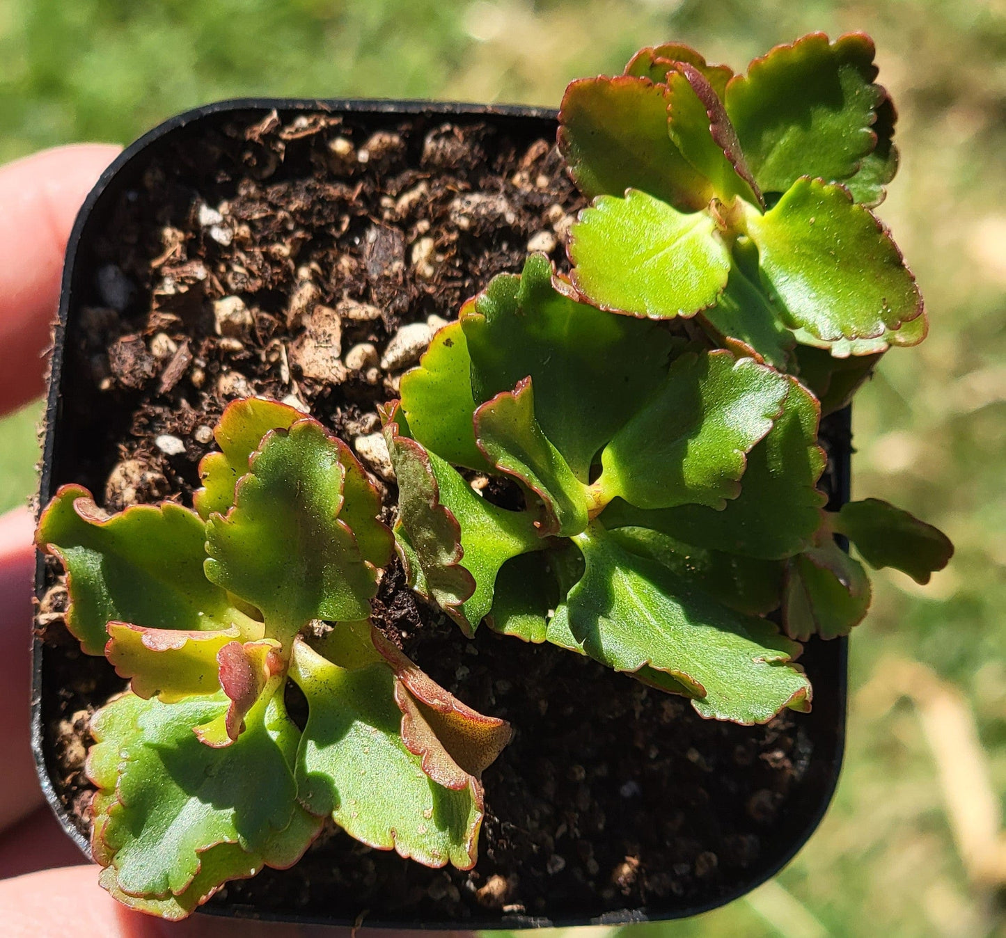 Kalanchoe Longiflora Coccinea 'Tugela Acantilado-Kalanchoe'