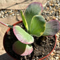 Kalanchoe luciae fantastic variegated - 6 Inch Assorted - Succulent - DesertScapeSucculent
