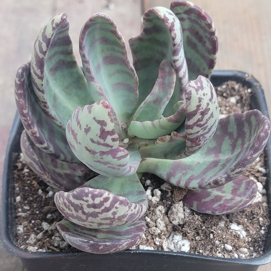 Kalanchoe marmorata 'Partridge'