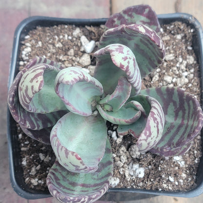 Kalanchoe marmorata 'Partridge'