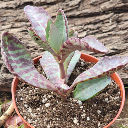 Kalanchoe marmorata 'Partridge'