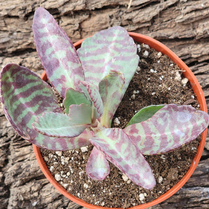 Kalanchoe marmorata 'Partridge'