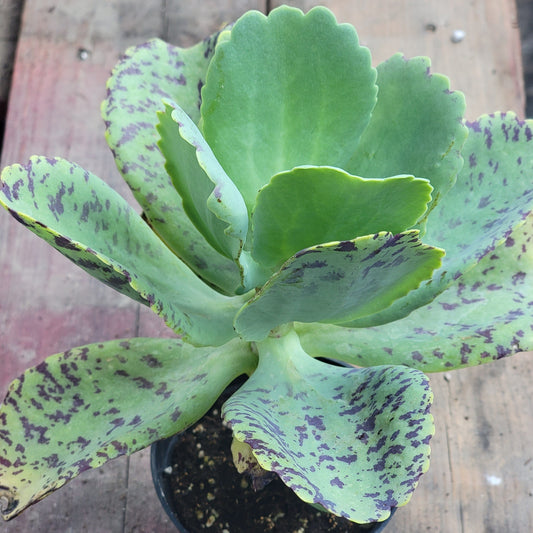 Kalanchoe marmorata 'Penwiper Plant'