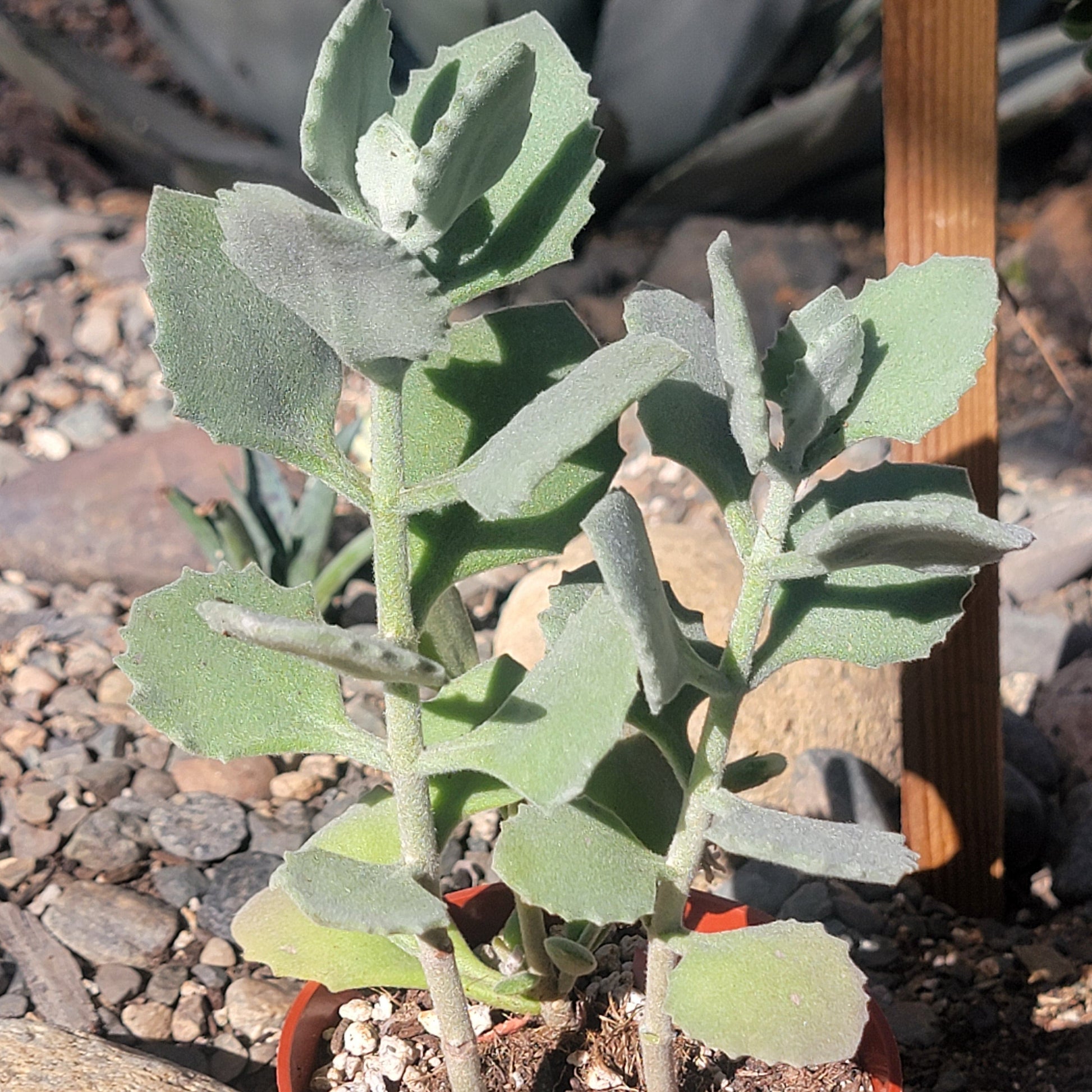 kalanchoe millotii succulent Kalanchoe millotii