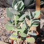 Kalanchoe millotii - 4 Inch Assorted - Succulent - DesertScapeSucculent