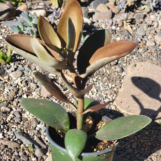 DesertScapeSucculent Succulent 4" Assorted Kalanchoe 'orgyalis'