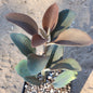 Kalanchoe 'orgyalis' ‘Copper Spoon’ - 6 Inch Assorted - Succulent - DesertScapeSucculent