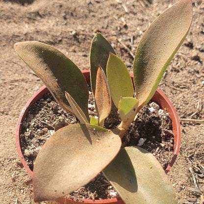 Kalanchoe 'orgyalis'