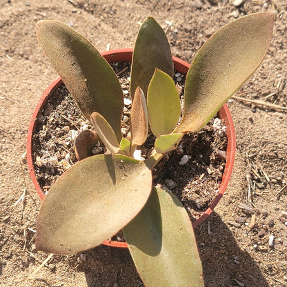 Kalanchoe 'orgyalis'