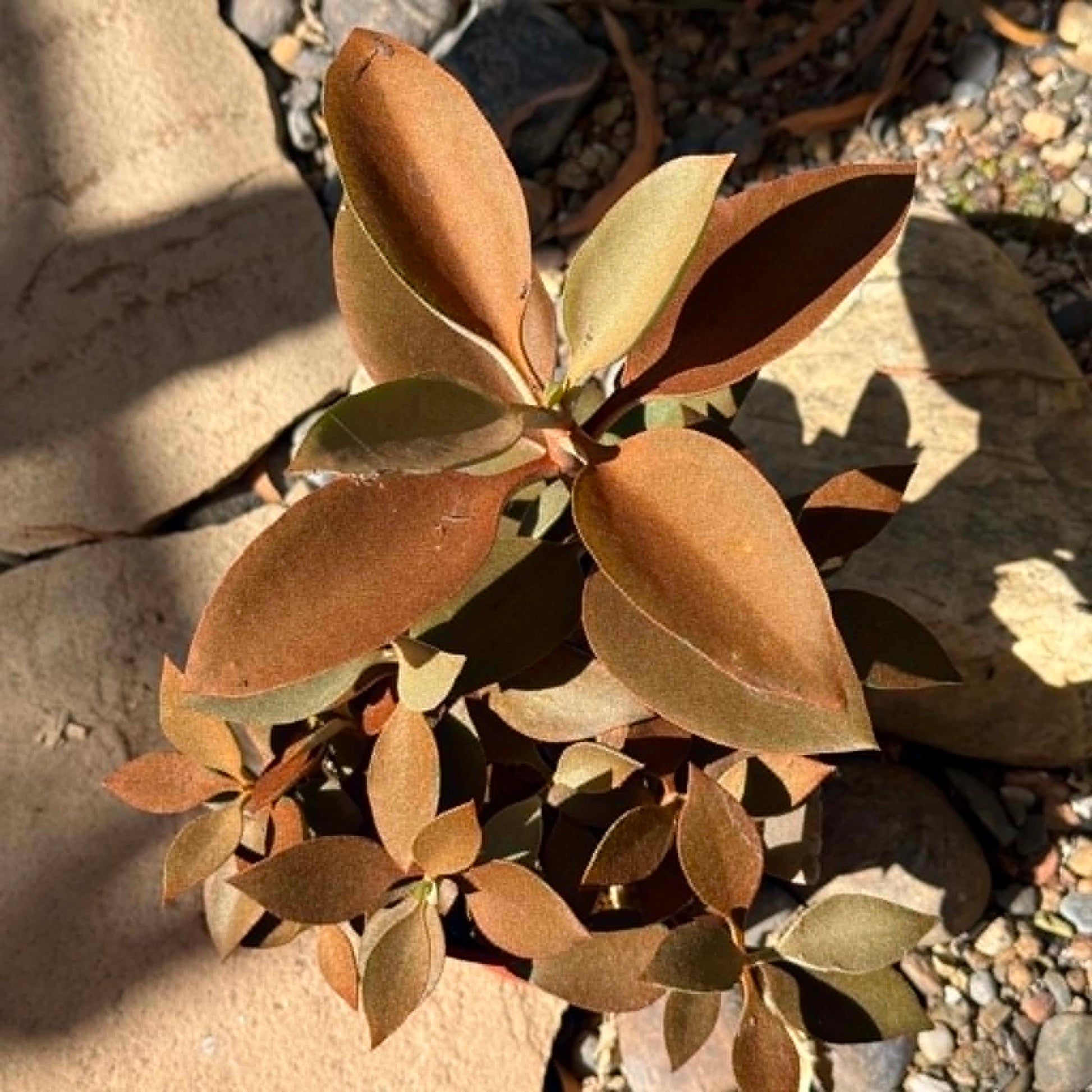 DesertScapeSucculent Succulent Kalanchoe 'orgyalis' ‘Copper Spoon’