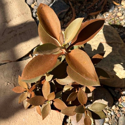 DesertScapeSucculent Succulent Kalanchoe 'orgyalis' ‘Copper Spoon’