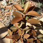 DesertScapeSucculent Succulent 6 Inch Assorted Kalanchoe 'orgyalis' ‘Copper Spoon’
