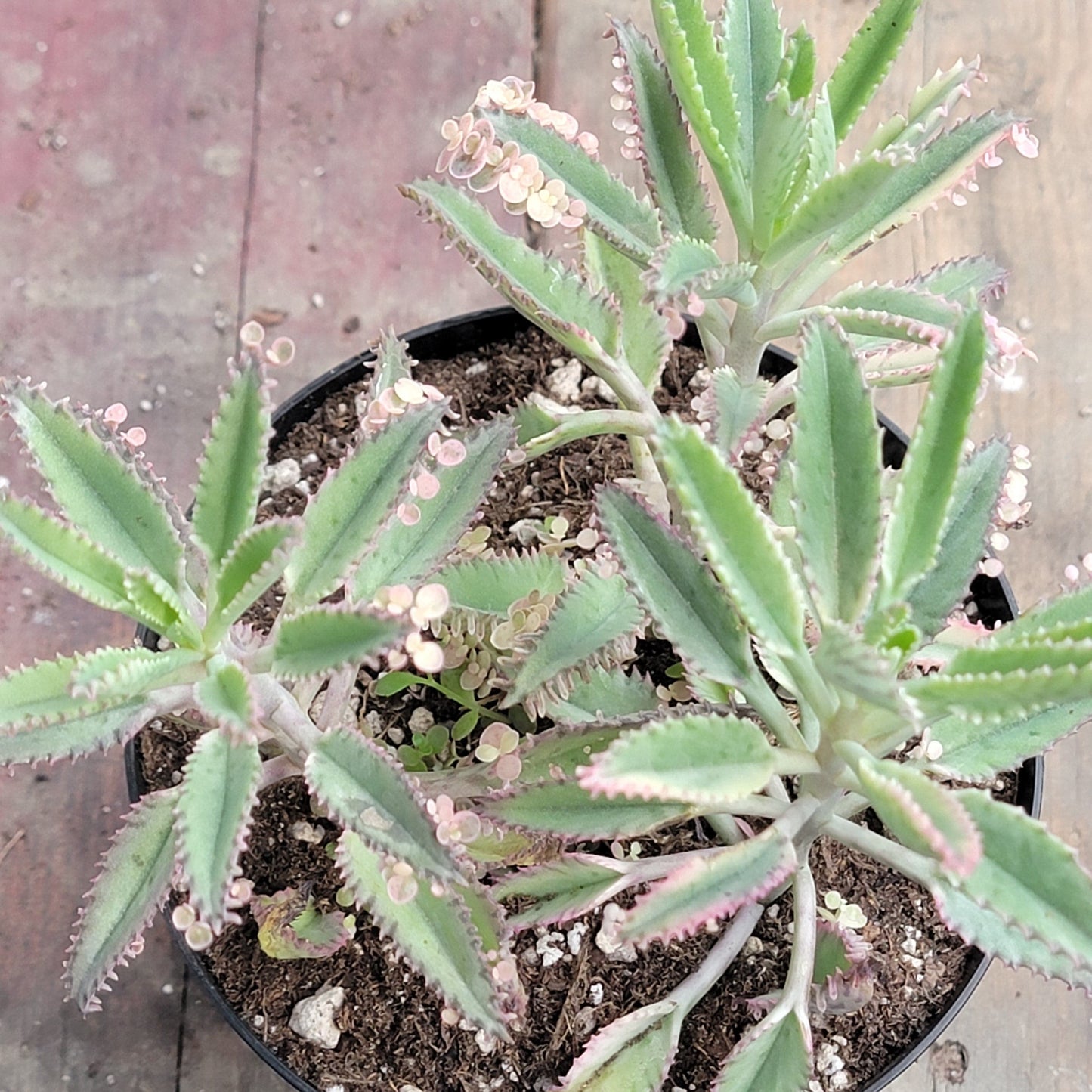 Kalanchoe 'mariposas rosadas'