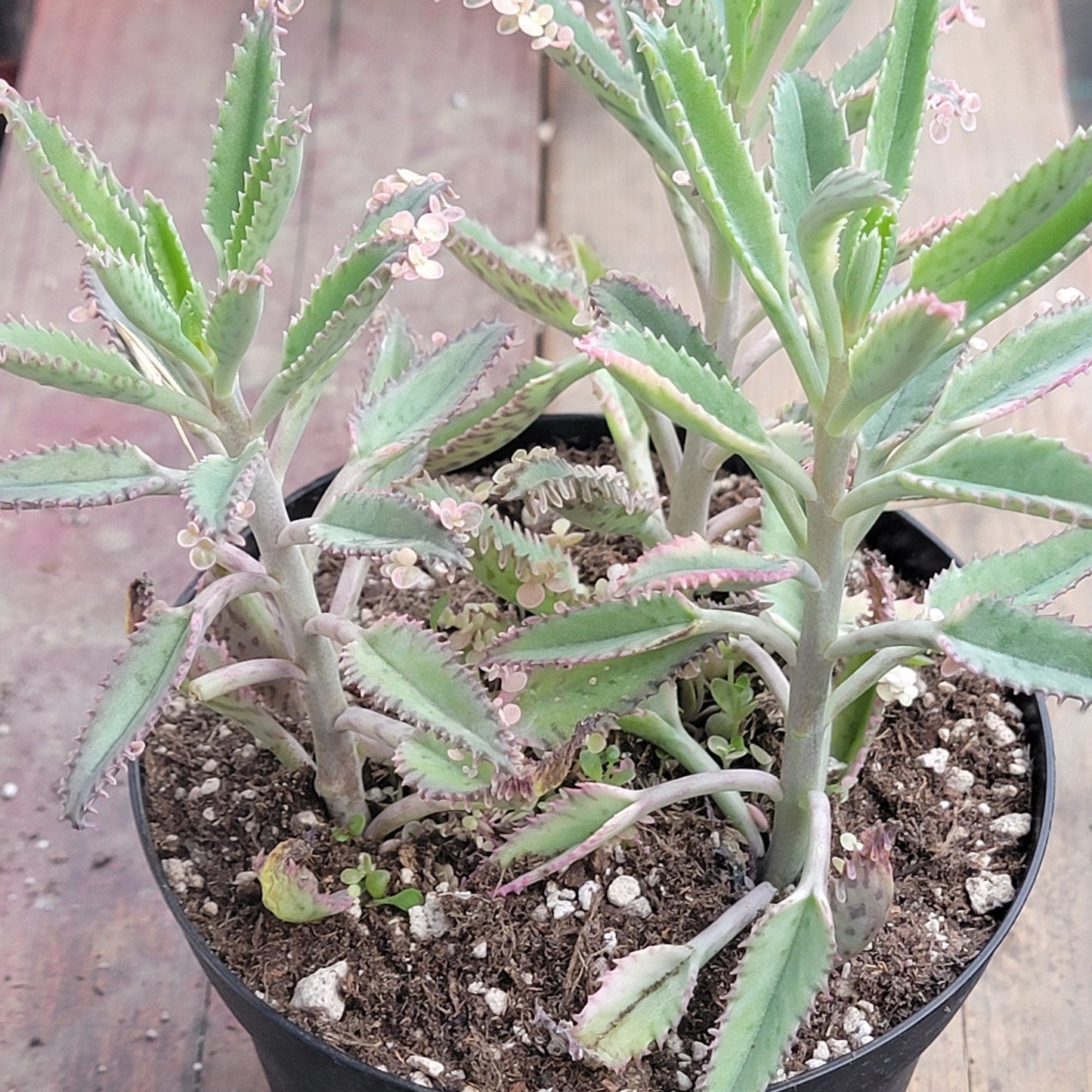 Kalanchoe 'mariposas rosadas'