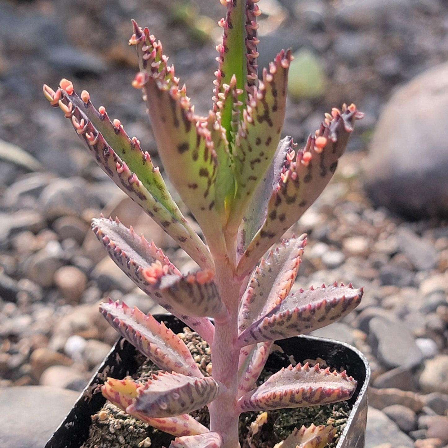 Kalanchoe 'mariposas rosadas'