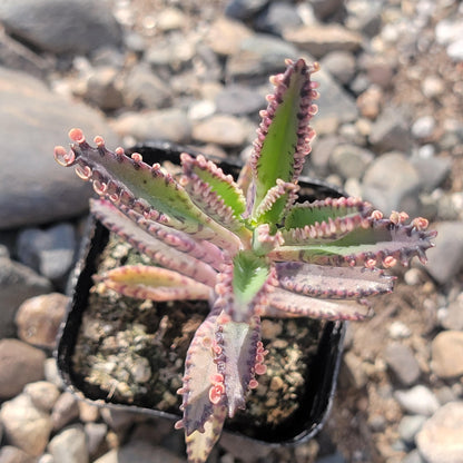 Kalanchoe 'mariposas rosadas'