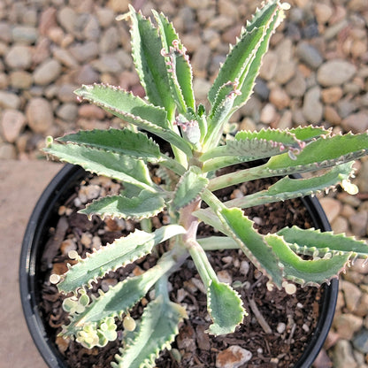 Kalanchoe 'mariposas rosadas'