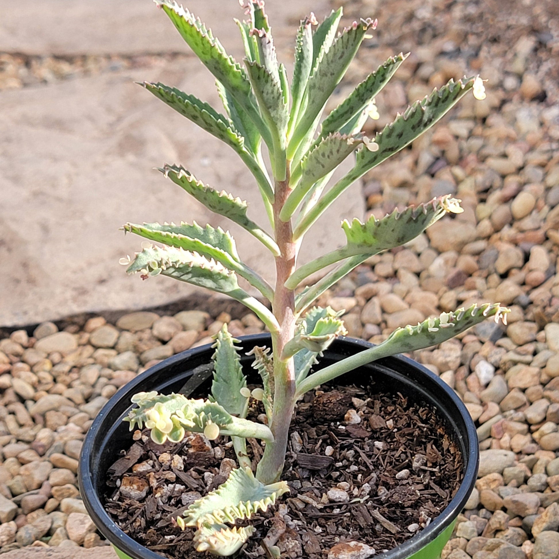 pink butterfly kalanchoe succulent Kalanchoe 'Pink Butterfly' – DesertScapeSucculent