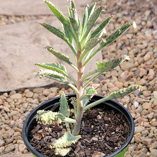 DesertScapeSucculent Succulent 4" Assorted Kalanchoe 'Pink Butterflies'