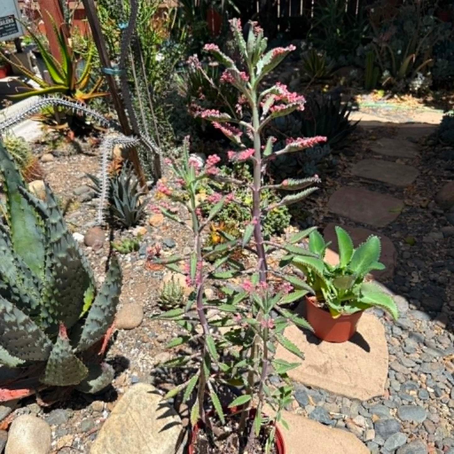 DesertScapeSucculent Succulent 1 Gal Kalanchoe 'Pink Butterfly'