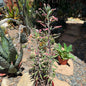 DesertScapeSucculent Succulent 1 Gal Kalanchoe 'Pink Butterfly'