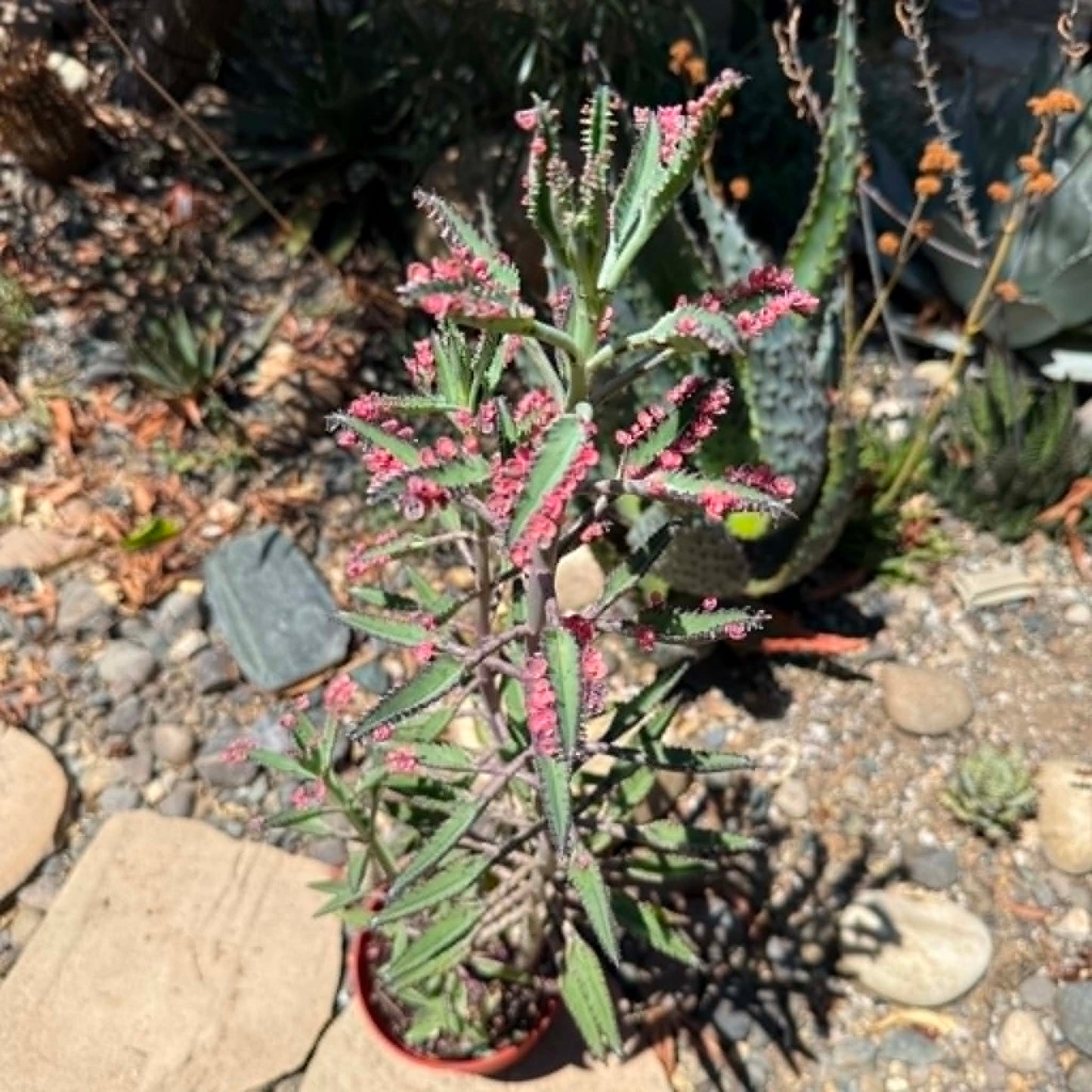 DesertScapeSucculent Succulent Kalanchoe 'Pink Butterfly'