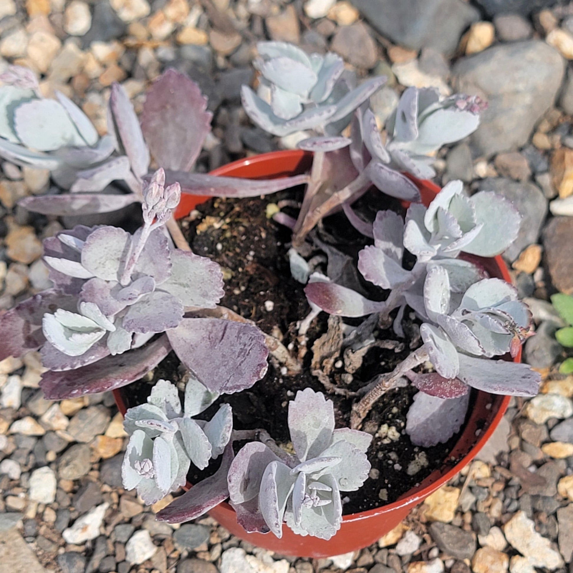grey succulent with pink flowers Kalanchoe pumila 'Flower Dust' – DesertScapeSucculent